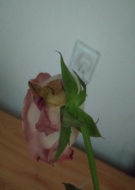 ϵԳ