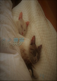 ũ