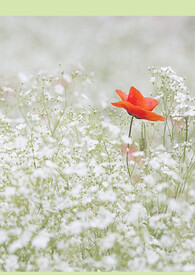 ���ҽ�ͬ�ˣ������������ɼƻ�