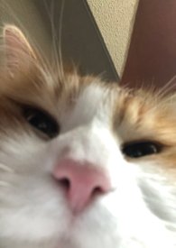 ҸĿʼ