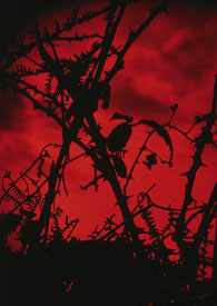 �Լ鴫�棨���ɵ����壩