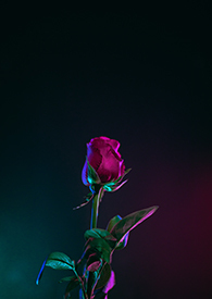 ����Ʒ��H�����壩