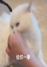 ִ