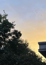 ĳƽ�����������[��]