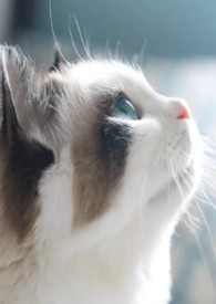 ���������ޱڻ�