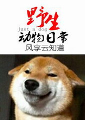 ޿ħС