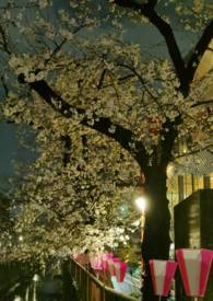 ��ߵ����